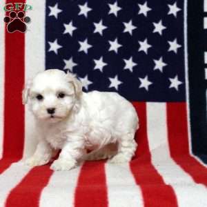 Jervis, Morkie-Poo Puppy